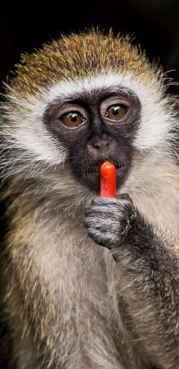 [2436x1125]猴子 猿类 火腿肠 喂养 苹果手机壁纸图片