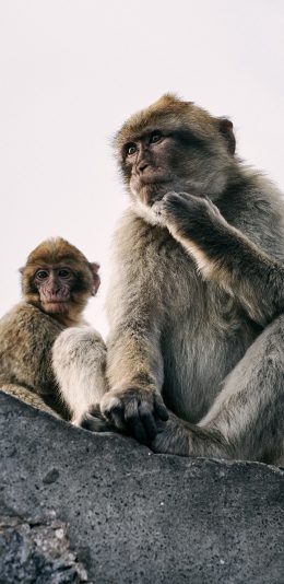 [2436x1125]猴子 猿类 聪明 毛发 苹果手机壁纸图片