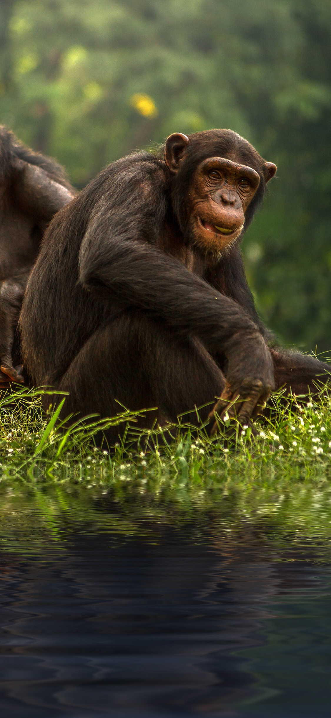 [2436×1125]猴子 猿类 野外 水池 苹果手机壁纸图片