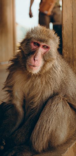 [2436x1125]猴子 猿类 长毛 苹果手机壁纸图片