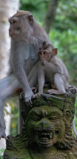 [2436x1125]猴子 猿类 雕像 幼仔 苹果手机壁纸图片