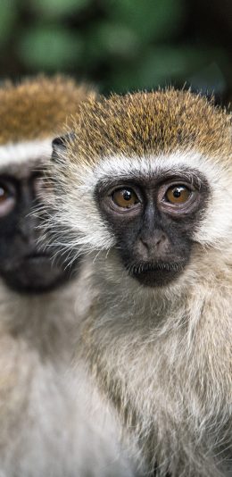 [2436x1125]猴子 皮毛 猿类 大眼 苹果手机壁纸图片