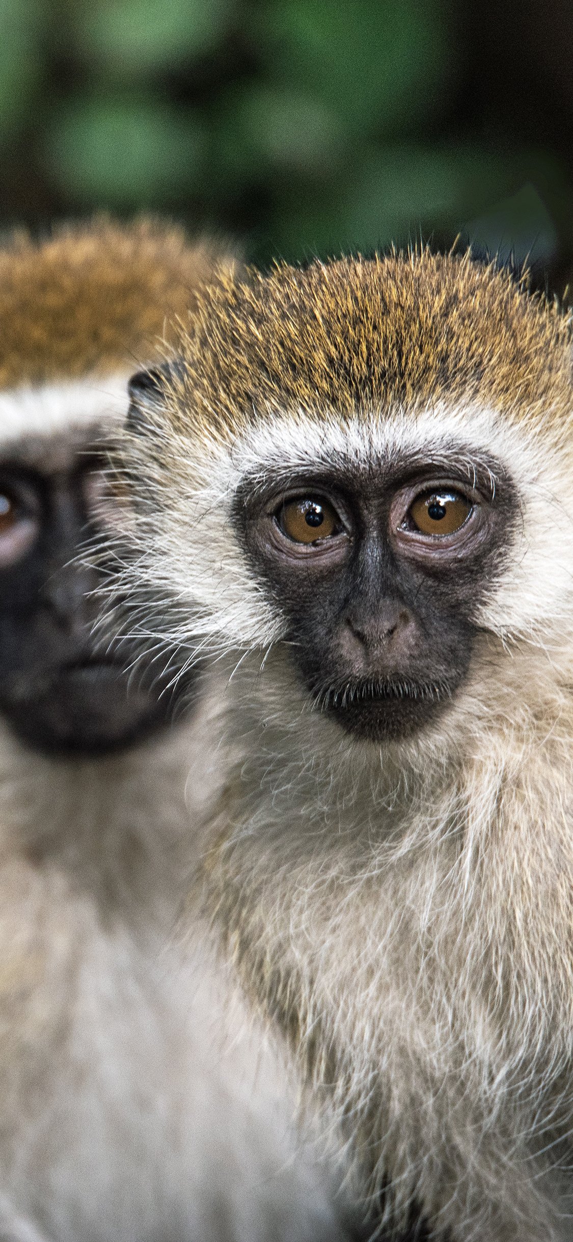 [2436×1125]猴子 皮毛 猿类 大眼 苹果手机壁纸图片