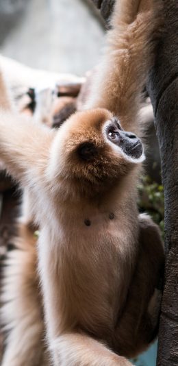 [2436x1125]猴子 聪明 攀爬 灵活 苹果手机壁纸图片