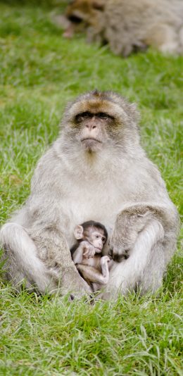 [2436x1125]猴子 草地 亲子 灵长类 苹果手机壁纸图片