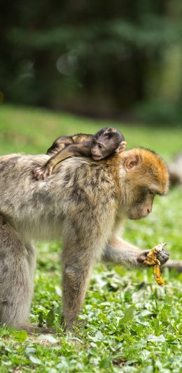 [2436x1125]猴子 草坪 亲情 背 苹果手机壁纸图片