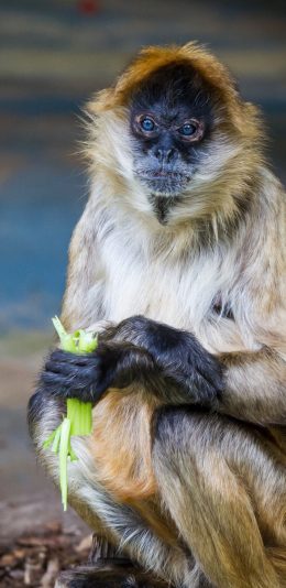 [2436x1125]猴子 西芹 猿类 皮毛 苹果手机壁纸图片