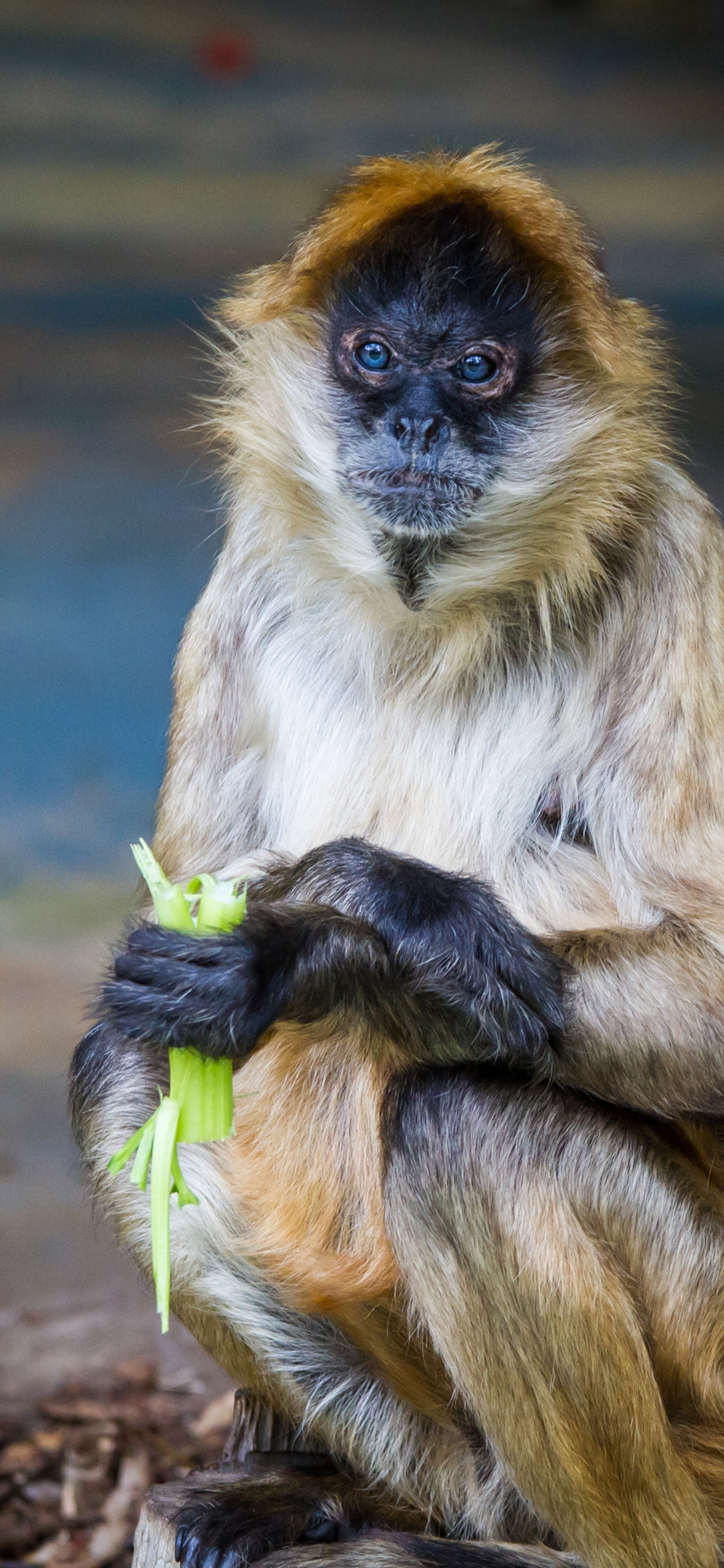 [2436×1125]猴子 西芹 猿类 皮毛 苹果手机壁纸图片