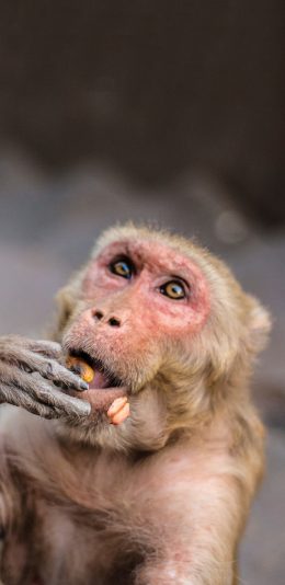 [2436x1125]猴子 野生 聪明 进食 苹果手机壁纸图片
