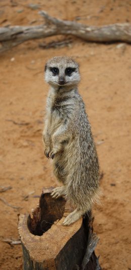 [2436x1125]獴 站立 可爱 灵猫科 苹果手机壁纸图片