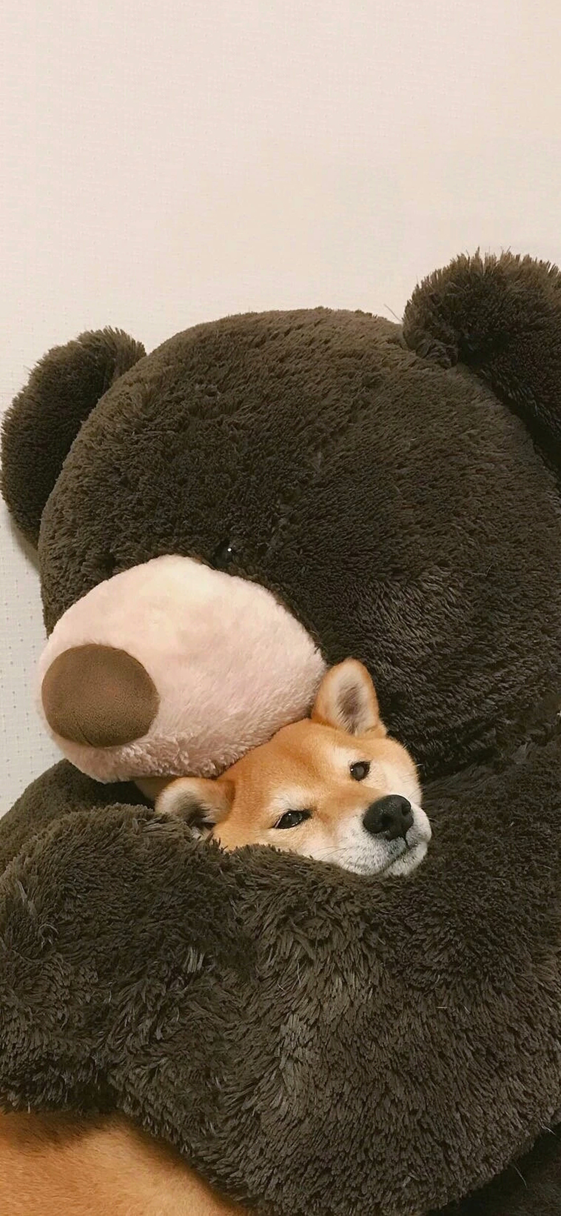 [2436×1125]玩偶 熊 宠物狗 柴犬 苹果手机壁纸图片