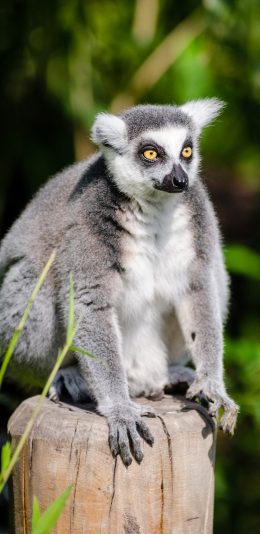 [2436x1125]环尾狐猴 动物 保护动物 户外 苹果手机壁纸图片