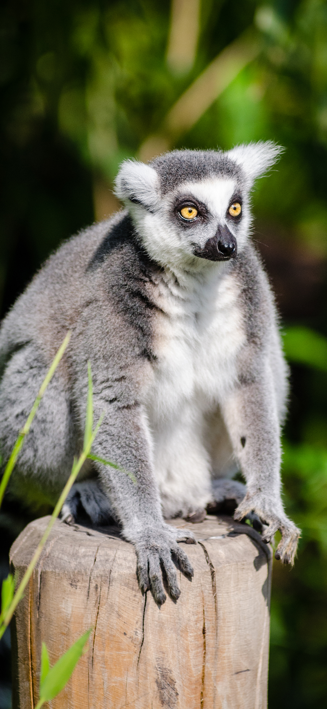 [2436×1125]环尾狐猴 动物 保护动物 户外 苹果手机壁纸图片
