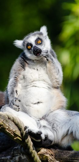 [2436x1125]环尾狐猴 挠痒 保护动物 皮毛 苹果手机壁纸图片