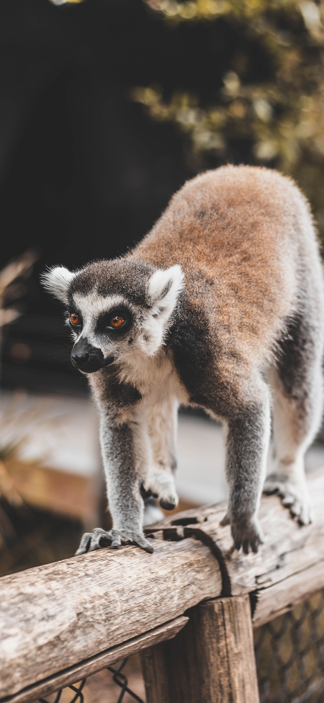 [2436×1125]环尾狐猴 木桩 爬行 皮毛 苹果手机壁纸图片
