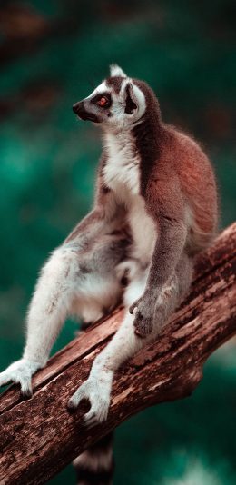 [2436x1125]环尾狐猴 树干 苹果手机壁纸图片