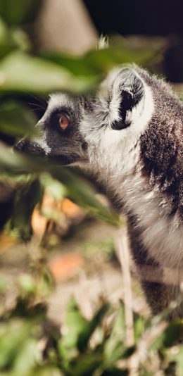 [2436x1125]环尾狐猴 皮毛 亲子 苹果手机壁纸图片