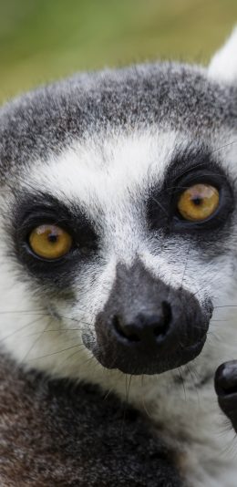 [2436x1125]环尾狐猴 皮毛 大眼 苹果手机壁纸图片