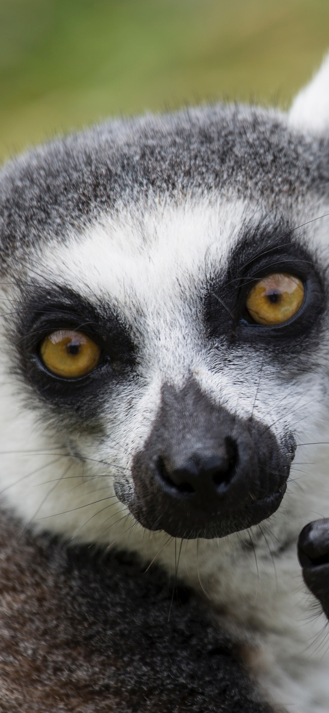 [2436×1125]环尾狐猴 皮毛 大眼 苹果手机壁纸图片