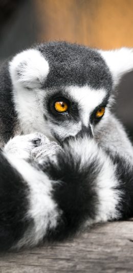 [2436x1125]环尾狐猴 皮毛 尾巴 苹果手机壁纸图片