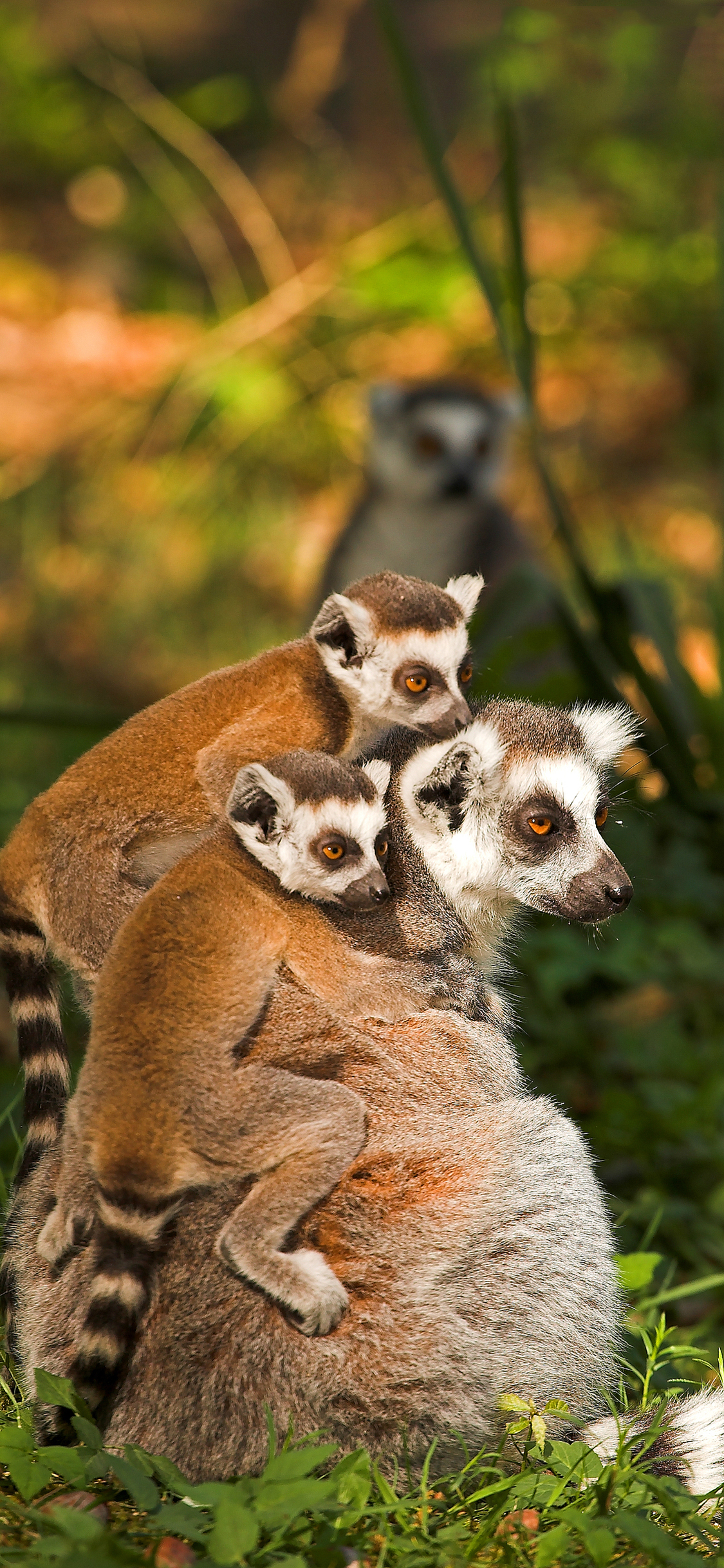 [2436×1125]环尾狐猴 群居 群居 野外 苹果手机壁纸图片