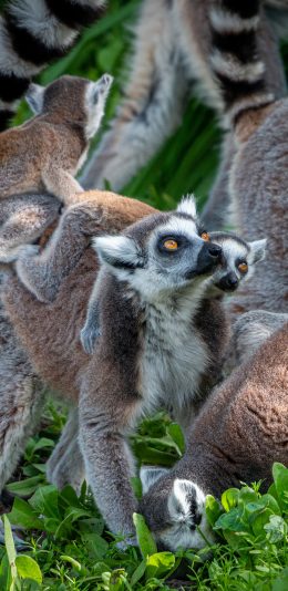 [2436x1125]环尾狐猴 群居 野外 苹果手机壁纸图片