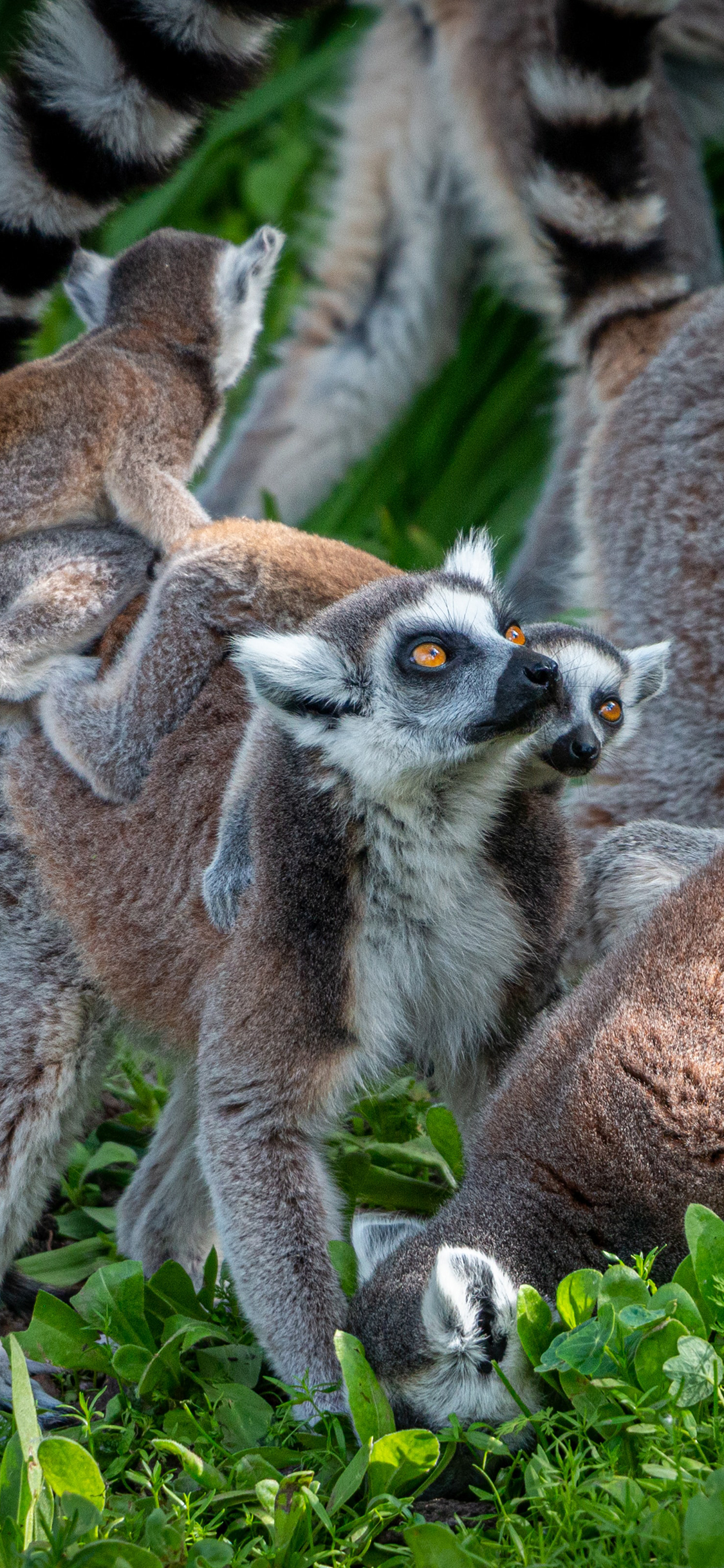 [2436×1125]环尾狐猴 群居 野外 苹果手机壁纸图片