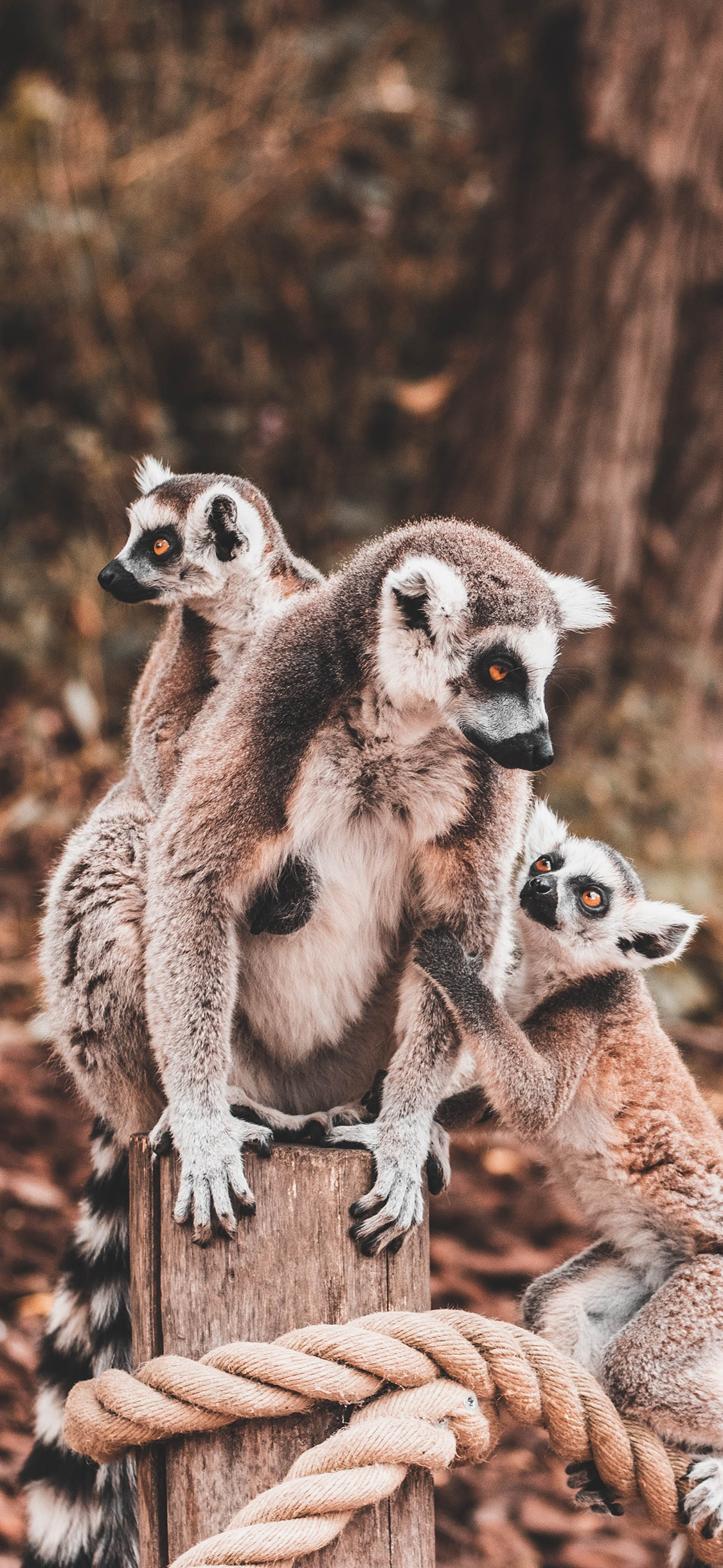 [2436×1125]环尾狐猴 群居 野外 落叶 苹果手机壁纸图片