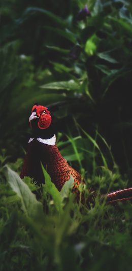 [2436x1125]环颈稚 野鸡 禽类 野外 草地 苹果手机壁纸图片