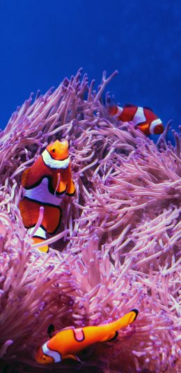[2436x1125]珊瑚 海底 小丑鱼 珊瑚虫 苹果手机壁纸图片
