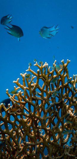 [2436x1125]珊瑚 海底 珊瑚虫 海鱼 苹果手机壁纸图片