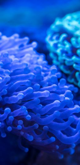 [2436x1125]珊瑚 海洋生物 海底 蓝色 触角 苹果手机壁纸图片