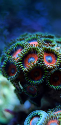 [2436x1125]珊瑚 珊瑚虫 海底 色彩 吸盘 苹果手机壁纸图片