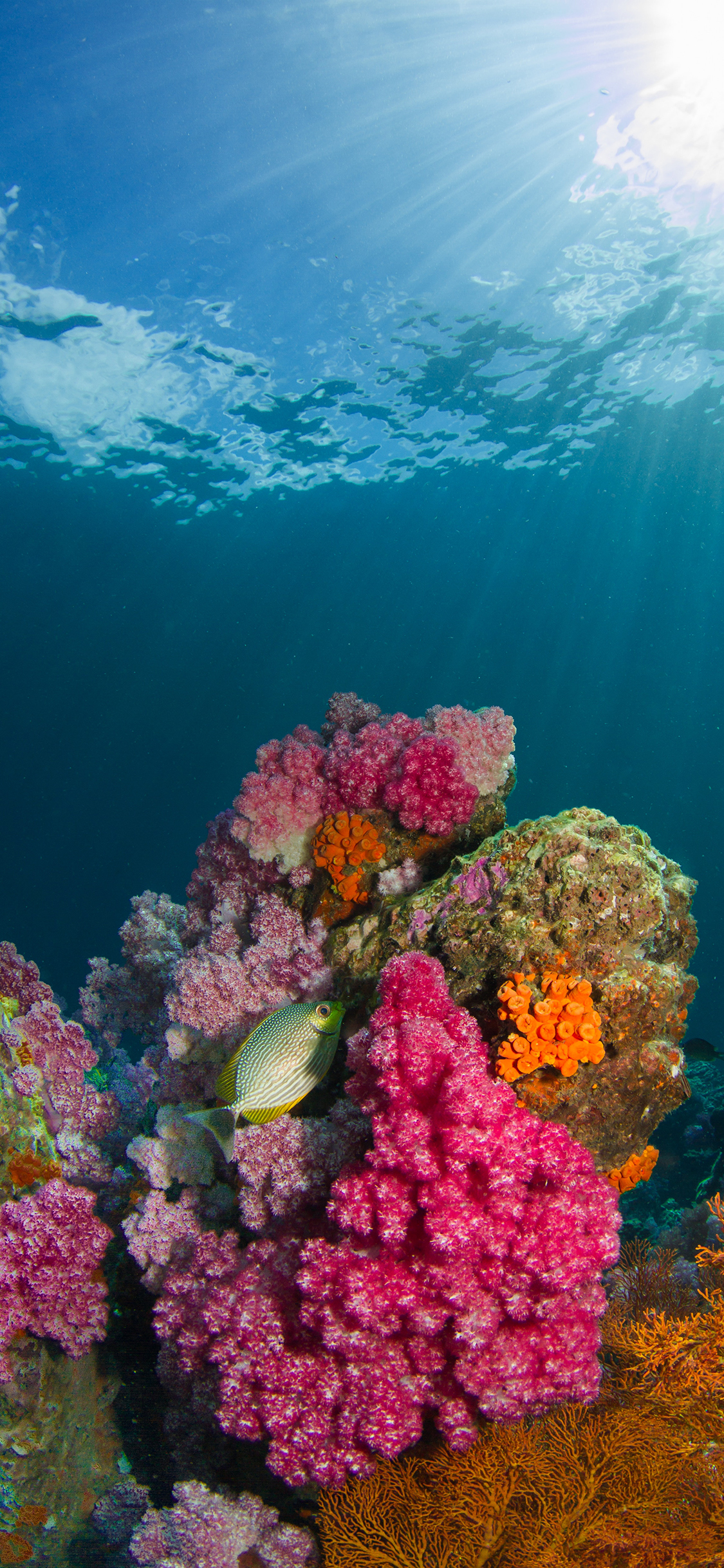 [2436×1125]珊瑚虫 手绘 鱼类 海洋 苹果手机壁纸图片