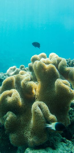 [2436x1125]珊瑚虫 海底 珊瑚 苹果手机壁纸图片