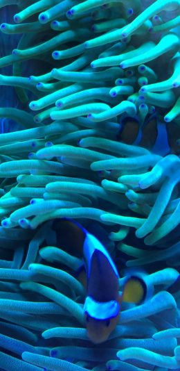 [2436x1125]珊瑚虫 海底 触角 鱼类 苹果手机壁纸图片