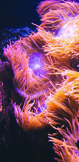 [2436x1125]珊瑚虫 珊瑚 海底  色彩 随波浮动 苹果手机壁纸图片