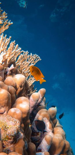[2436x1125]珊瑚虫 珊瑚 海洋 大海 鱼类 苹果手机壁纸图片