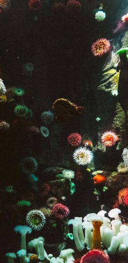 [2436x1125]珊瑚虫 珊瑚 色彩 海底 苹果手机壁纸图片