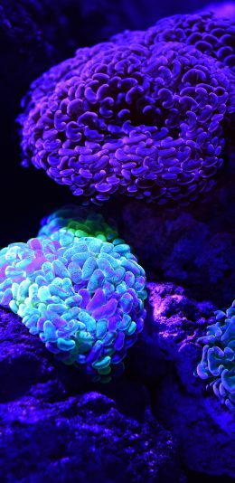 [2436x1125]珊瑚虫 色彩 海底 珊瑚礁 苹果手机壁纸图片