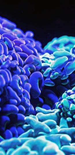 [2436x1125]珊瑚虫 荧光 密集 单细胞生物 苹果手机壁纸图片