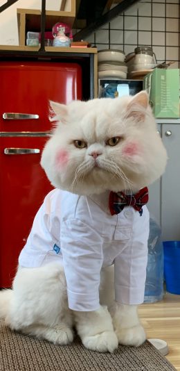 [2436x1125]球球 猫咪 喵星人 宠物 萌 可爱 网红猫 苹果手机壁纸图片