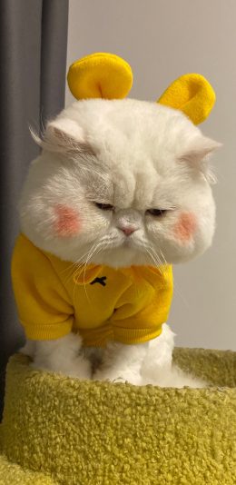 [2436x1125]球球 猫星人 宠物 网红猫 可爱 腮红 苹果手机壁纸图片