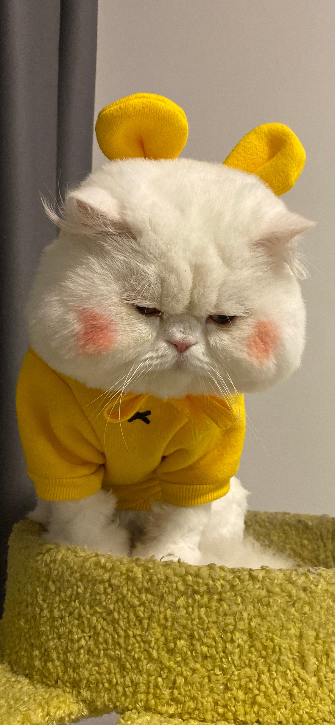 [2436×1125]球球 猫星人 宠物 网红猫 可爱 腮红 苹果手机壁纸图片