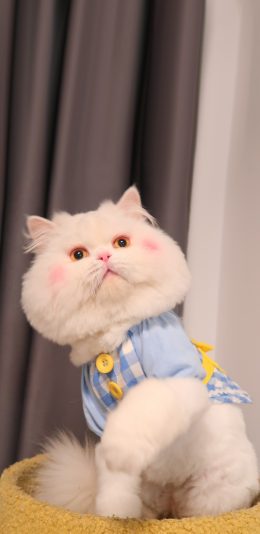 [2436x1125]球球 网红猫 喵星人 宠物 萌 可爱 苹果手机壁纸图片