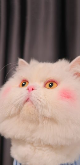 [2436x1125]球球 网红猫 猫咪 喵星人 宠物 腮红 苹果手机壁纸图片