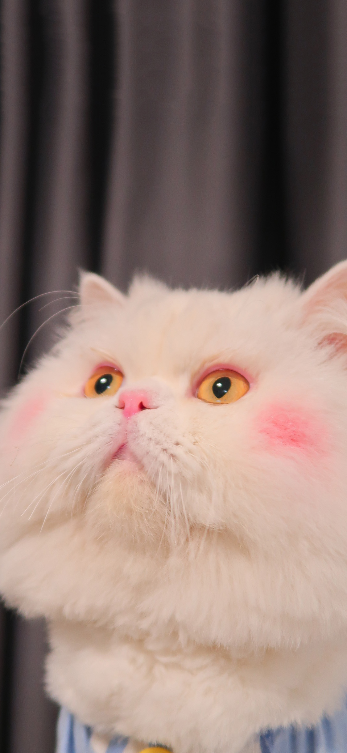 [2436×1125]球球 网红猫 猫咪 喵星人 宠物 腮红 苹果手机壁纸图片