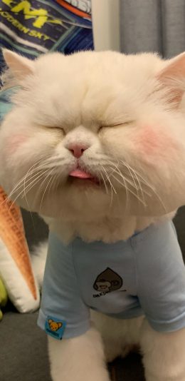 [2436x1125]球球 网红猫咪 喵星人 宠物 可爱 苹果手机壁纸图片