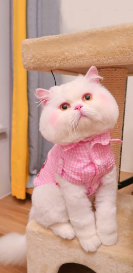 [2436x1125]球球 网红猫咪 喵星人 宠物 可爱 粉 苹果手机壁纸图片