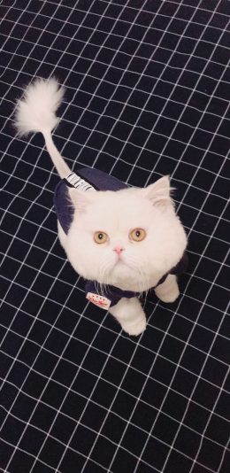 [2436x1125]球球 网红猫咪 喵星人 宠物 可爱 萌 苹果手机壁纸图片